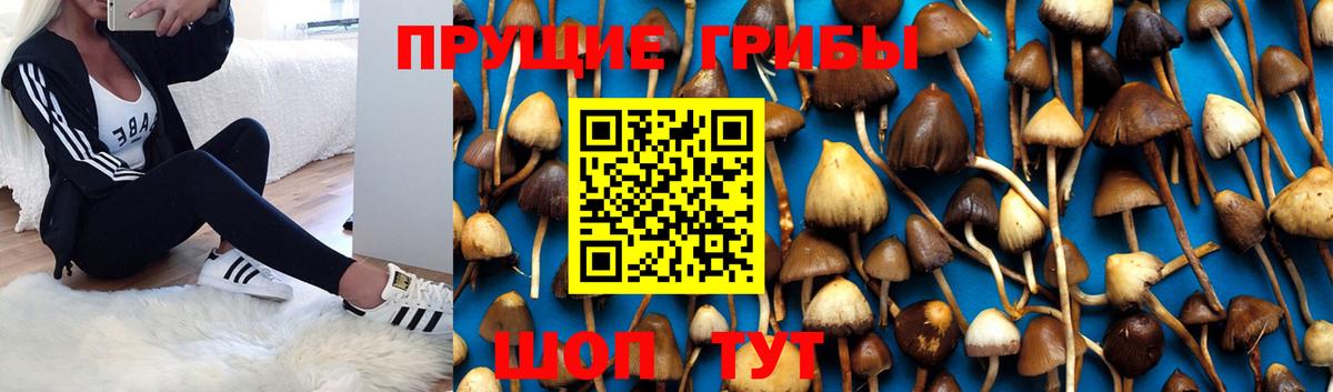 Псилоцибиновые грибы Psilocybe  Вход с VPN  Псков 